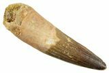 Real Spinosaurus Tooth - Huge Dinosaur Tooth #380951-1